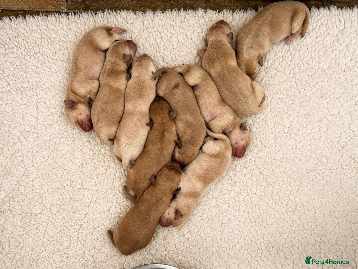 Labrador Retriever dogs Labrador Puppies for sale - Advert 2