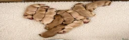 Labrador Retriever dogs for sale: Labrador Puppies for sale - Advert 1
