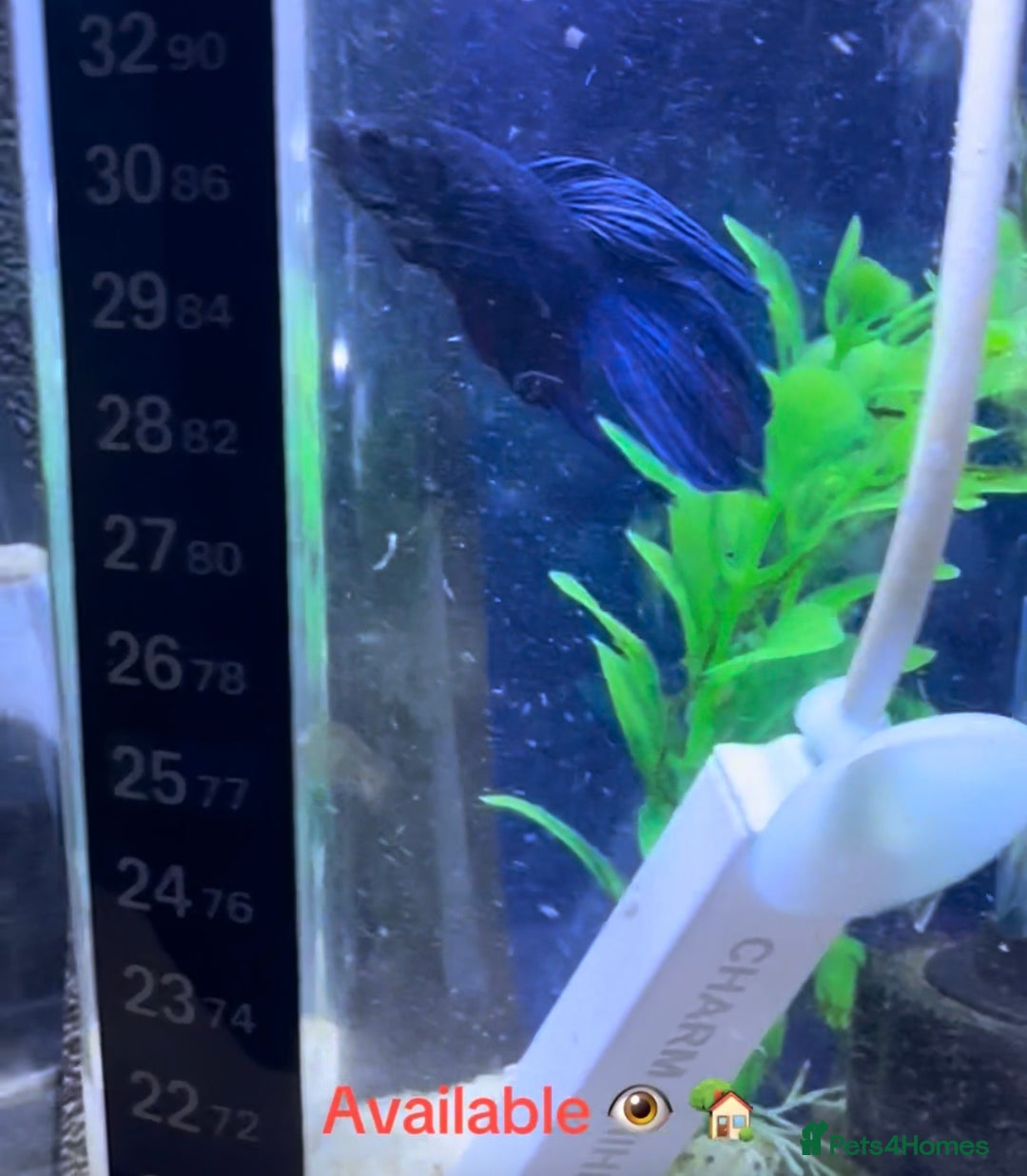 Bettas fish for sale: Male Betta  - Advert 2