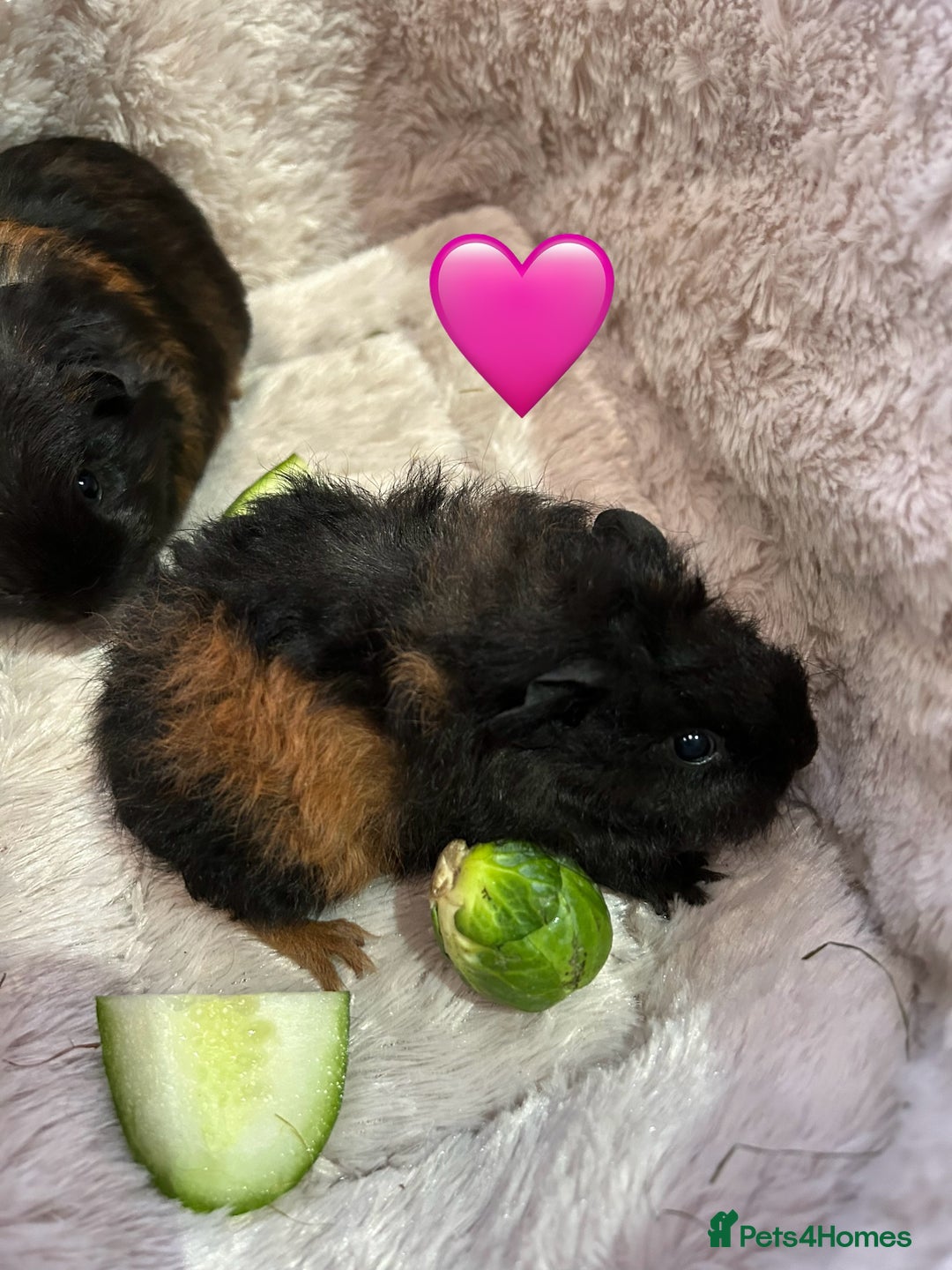 Guinea Pig rodents for sale: GORGEOUS BABY GUINEA PIGS - Advert 21