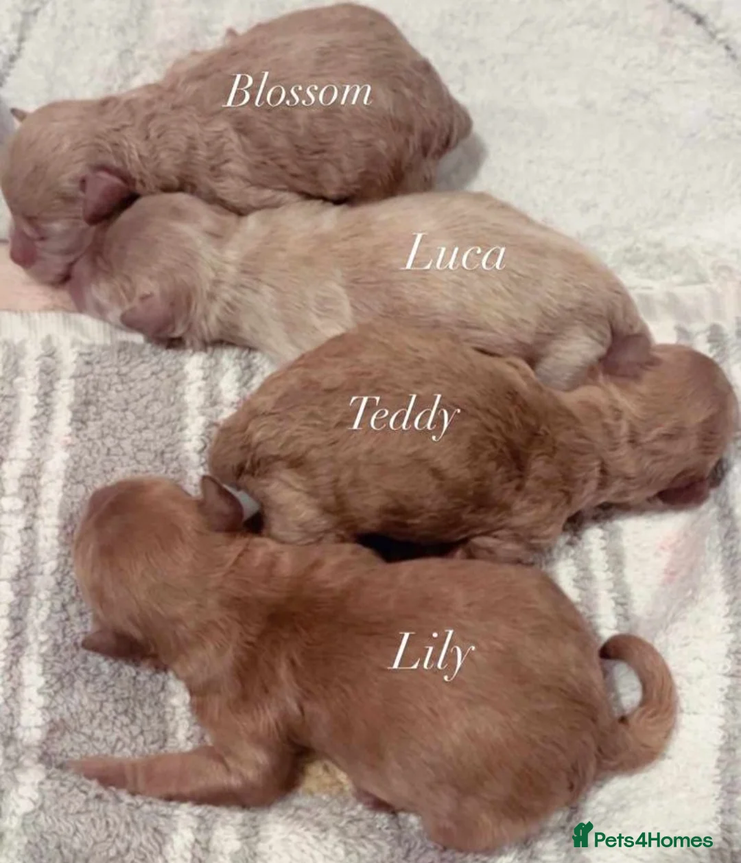 Toy Poodle dogs for stud:  **  Asian KC Toy Poodle for Stud DNA tested in Rickmansworth - Advert 21