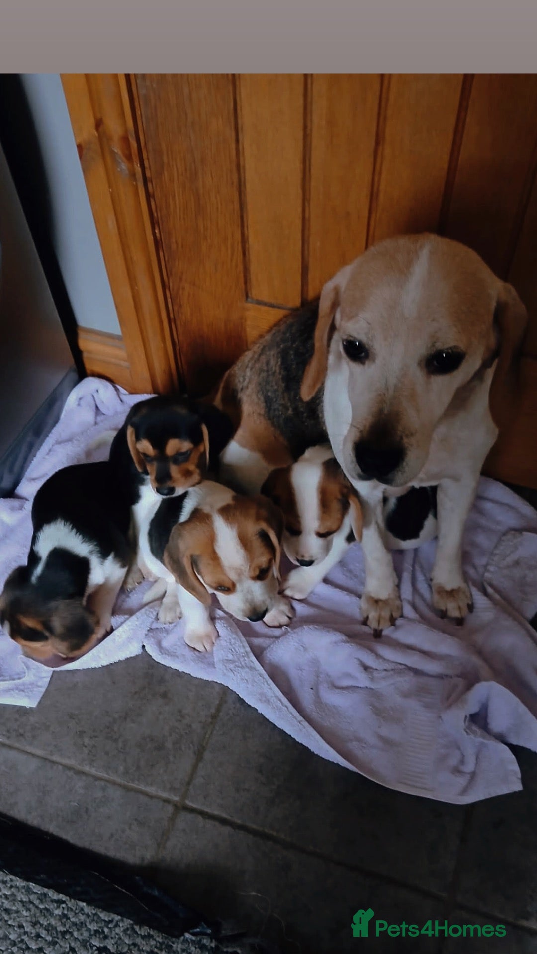 Beagle dogs Beagle puppies  - Advert 1