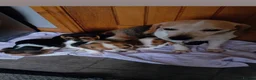 Beagle dogs for sale: Beagle puppies  - Advert 1