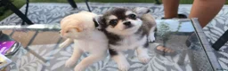 Chihuahua dogs for sale: Rare chihuahua husky markings for sale - Advert 14