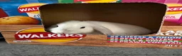 Mini Lop rabbits for sale: X2 Male mini lop - Advert 2