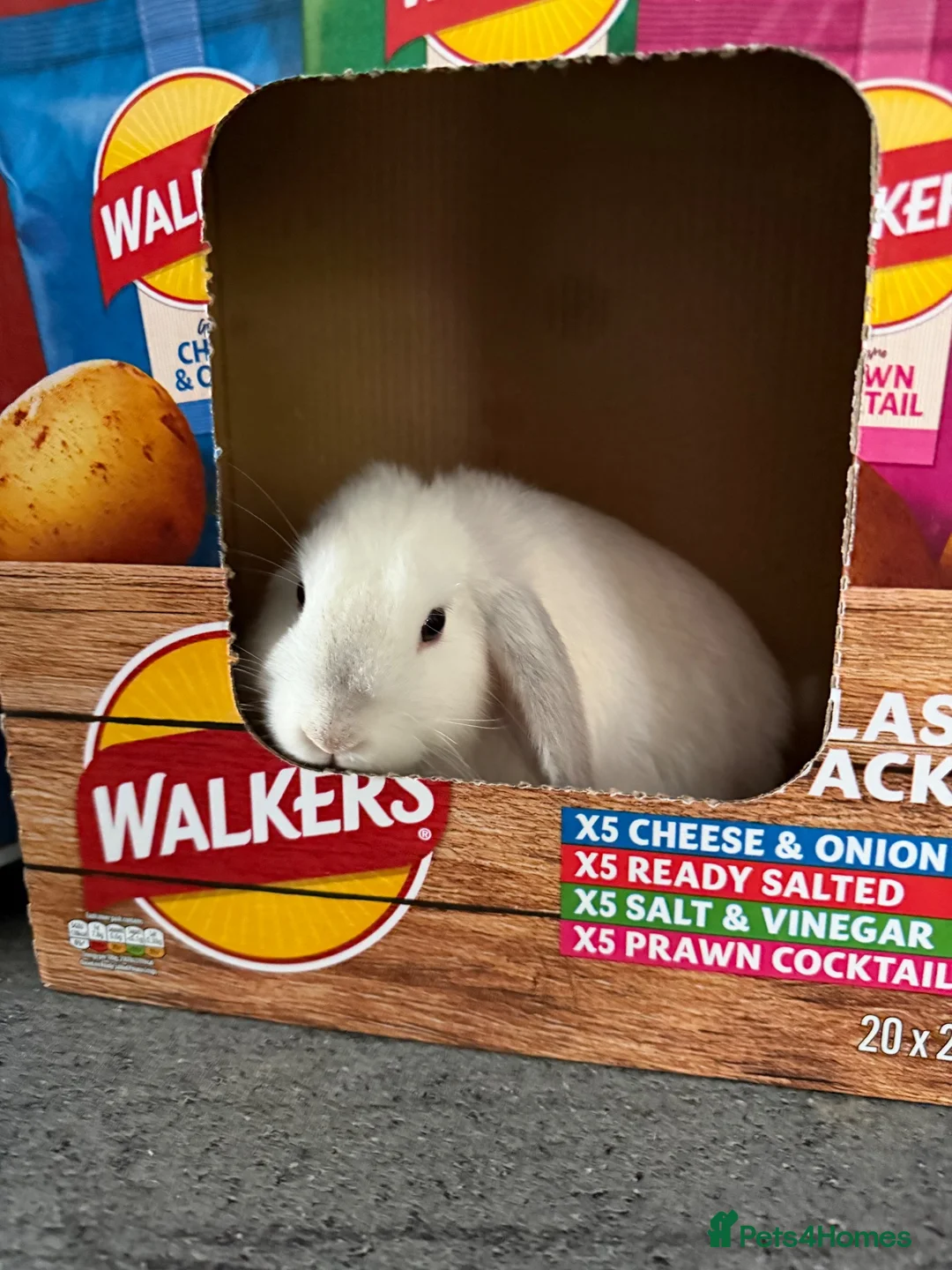 Mini Lop rabbits for sale: X2 Male mini lop - Advert 2