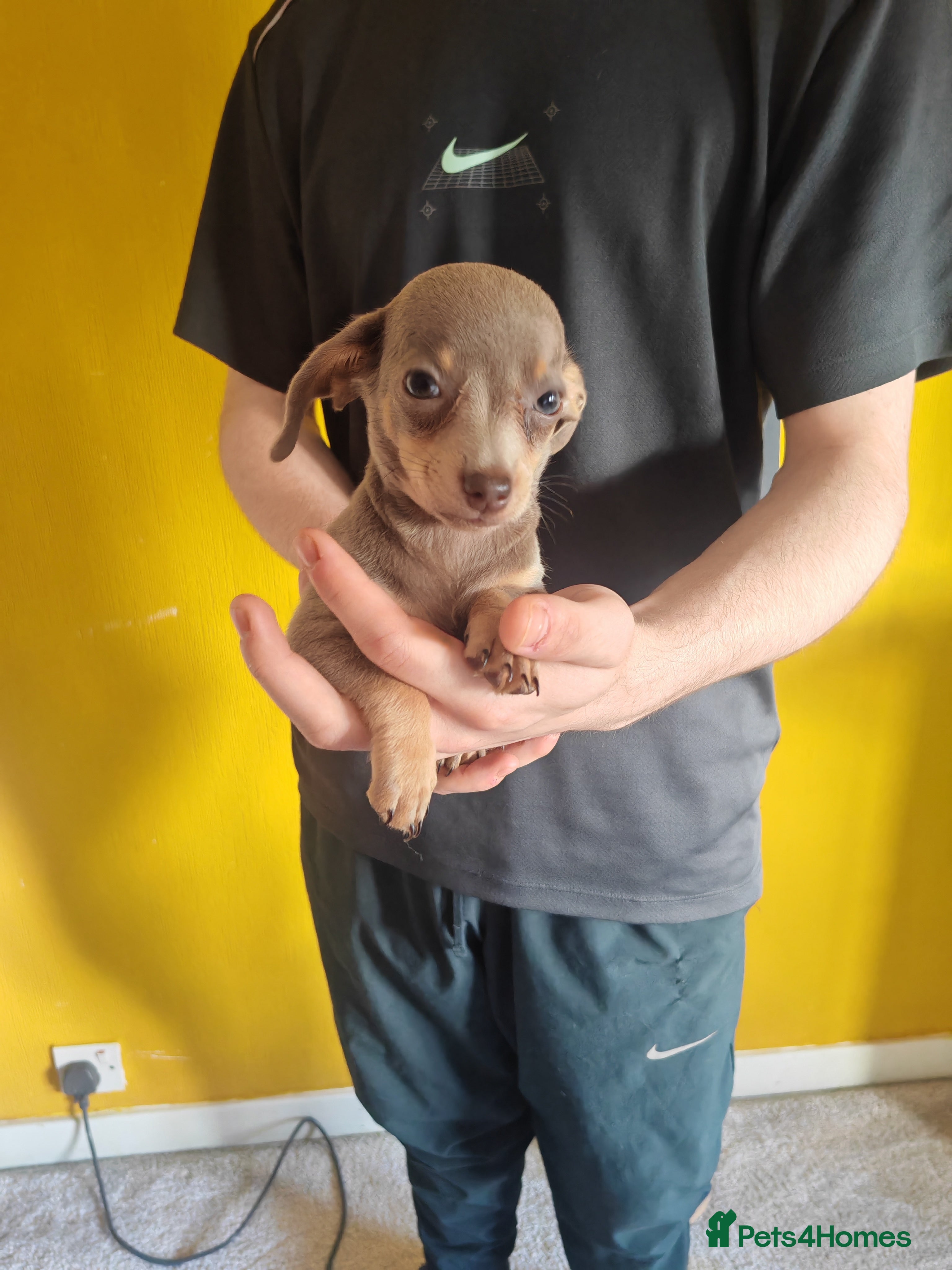 Chiweenie dogs for sale: Chiweenies  - Advert 4