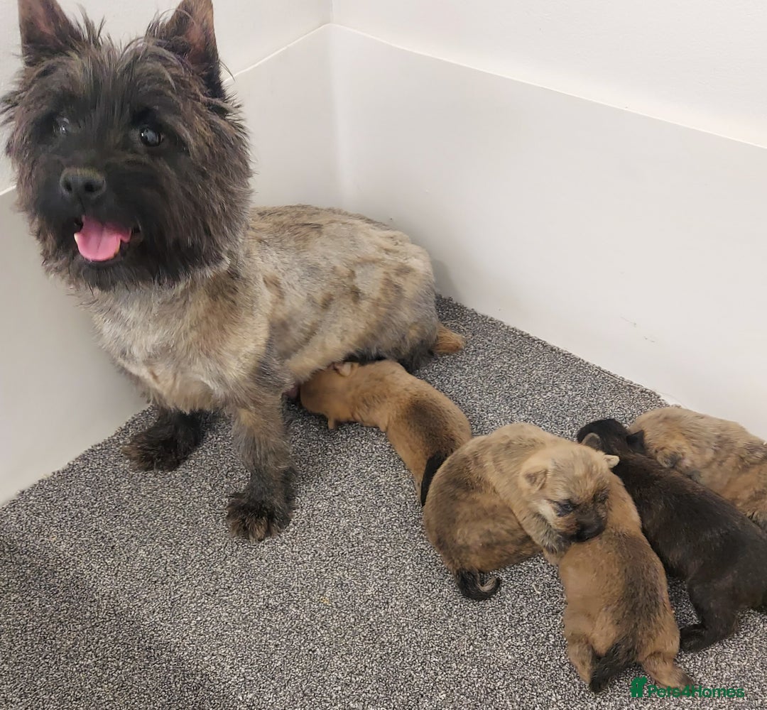Cairn Terrier dogs for sale: Cairn Puppies  - Image 6