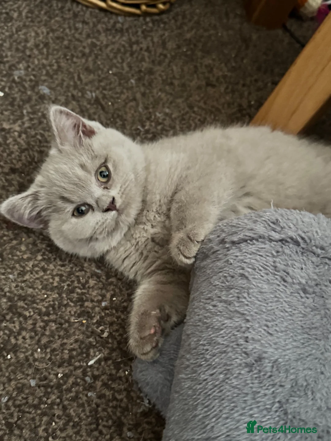 British Shorthair cats for sale: Ready Now British Shorthair kittens - Advert 2