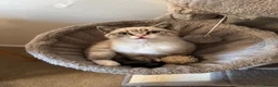 British Shorthair cats for sale: 🌸 British Shorthair Female Kitten – 3 Months Old  in Reading - Advert 7