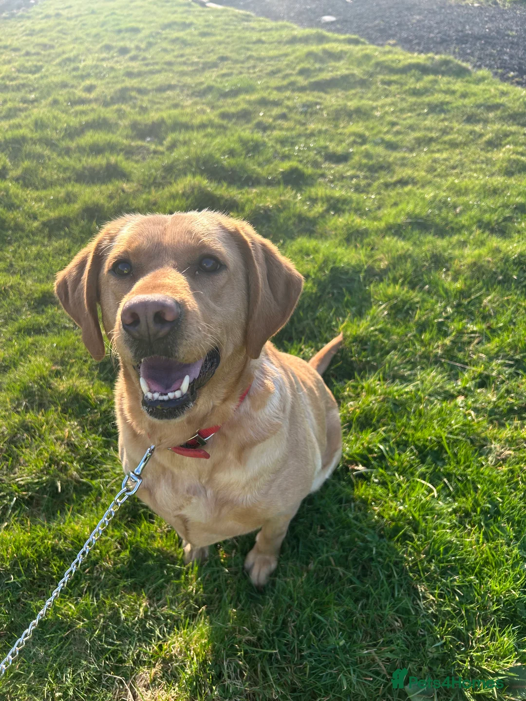 Labrador Retriever dogs for sale: Beautiful Labrador Retriever Simba  - Advert 1