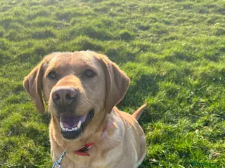 Labrador Retriever dogs Beautiful Labrador Retriever Simba - Advert 1