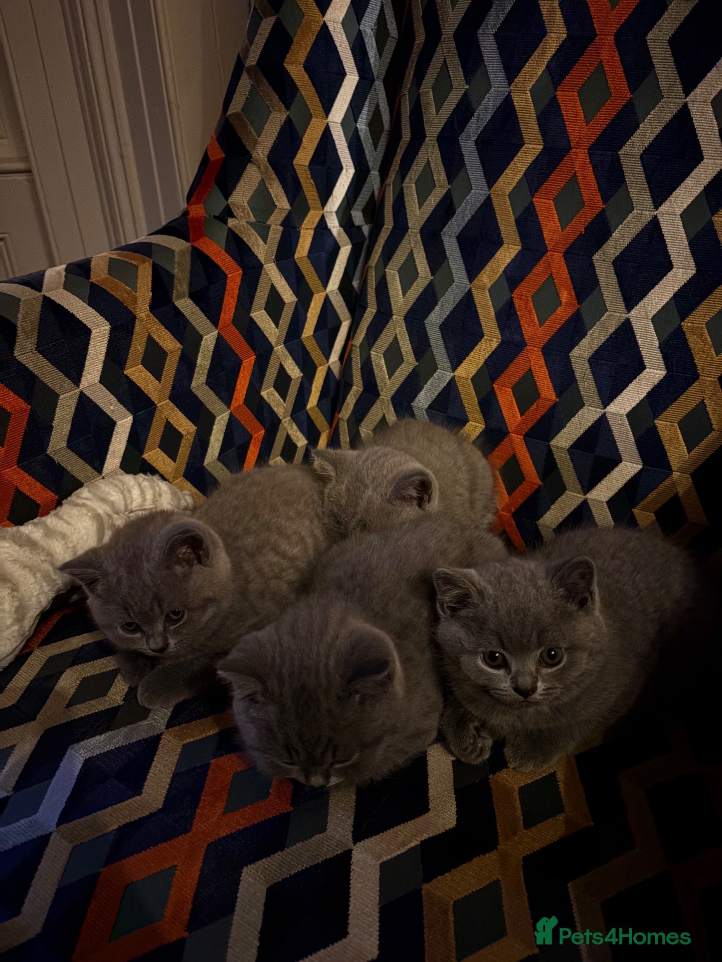 British Shorthair cats Betsy’s (Scottish fold) babies (British shorthair) - Advert 2