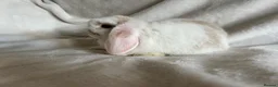Mini Lop rabbits for sale: Mini Lops Ready To Leave Now  - Advert 7