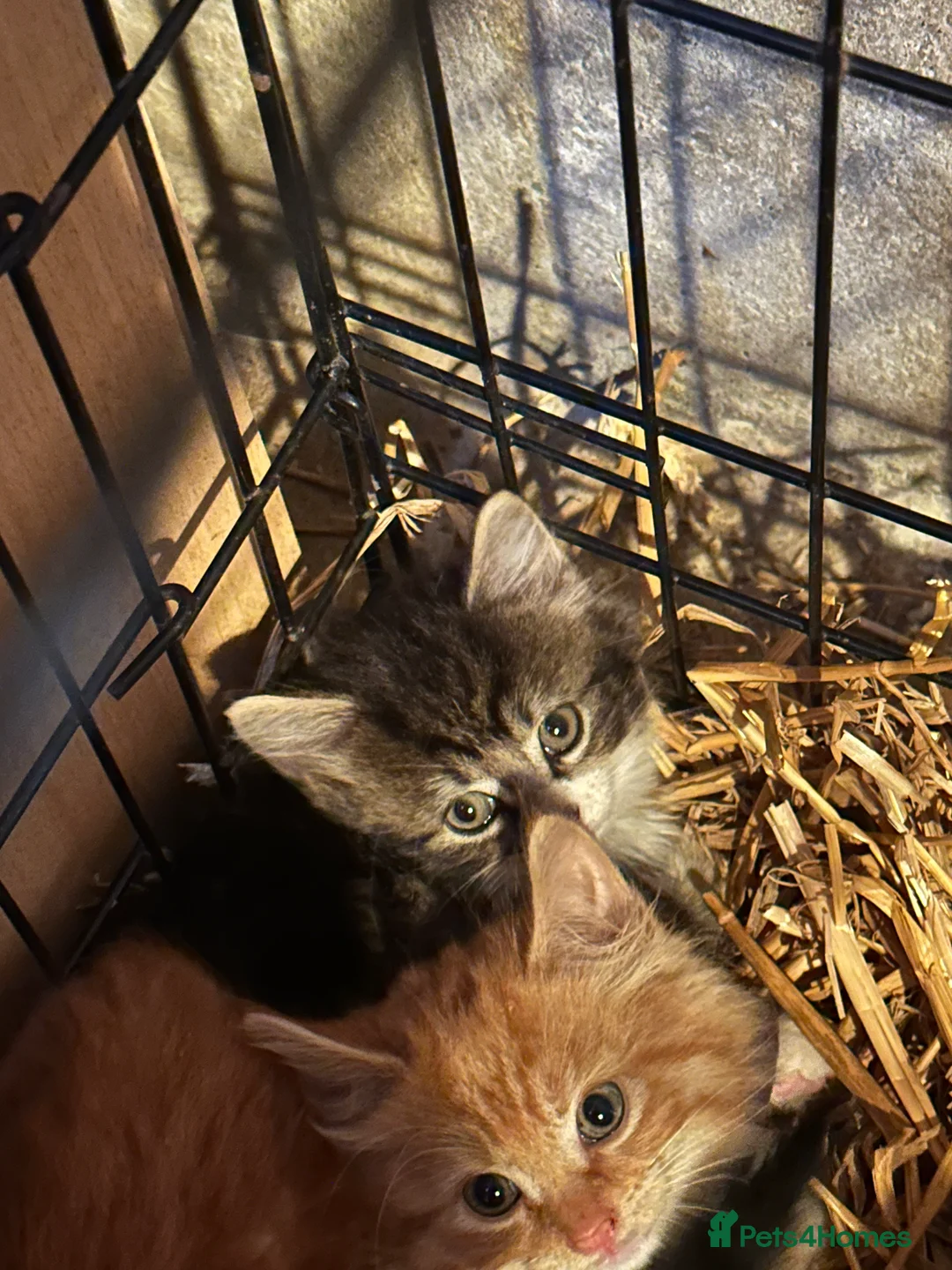 Mixed Breed cats for sale: Farm kitten - Advert 2
