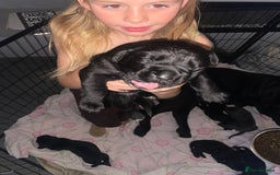 Cane Corso dogs for sale: 2 big cane Corso girls left ! Ready to go now  - Advert 9