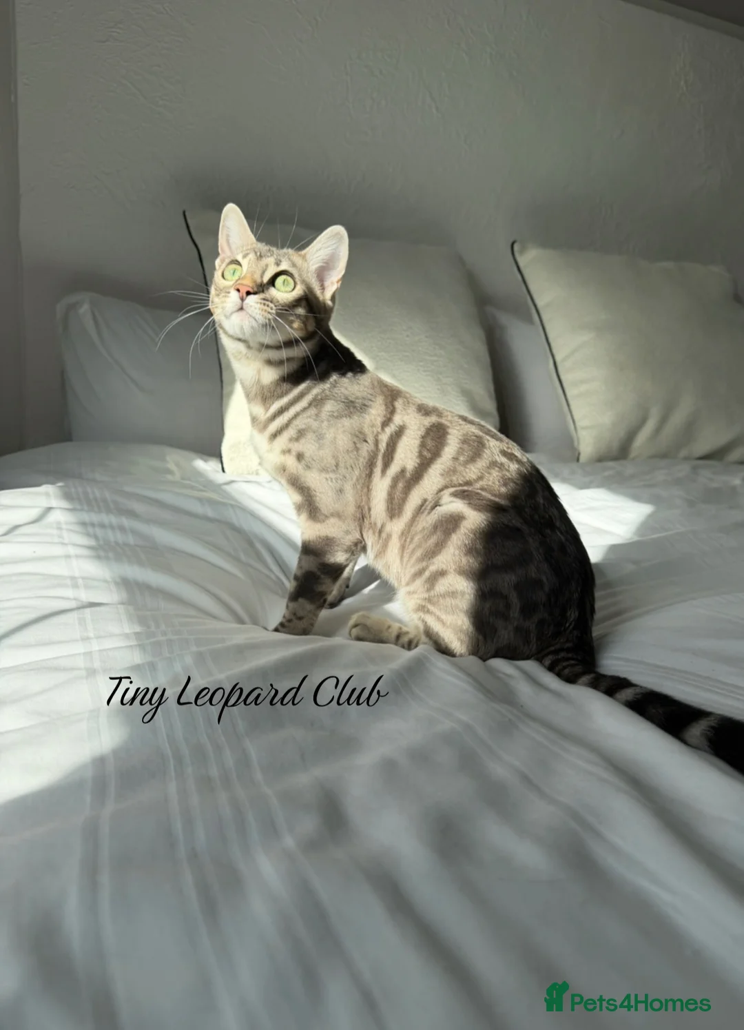 Bengal cats for sale: Bengal Brother and Sister: to be re-homed together - Advert 6