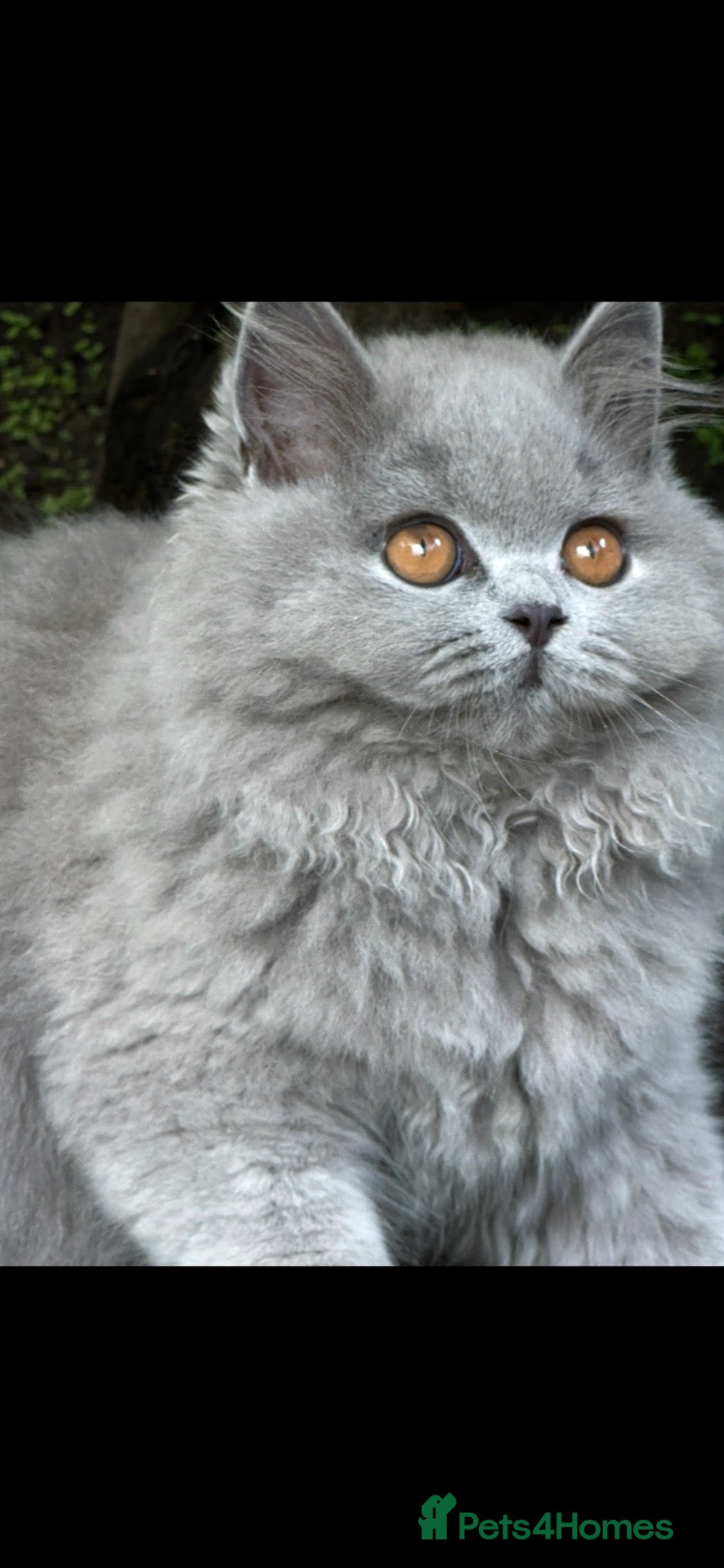 British Shorthair cats Reduced, ready now - Advert 1