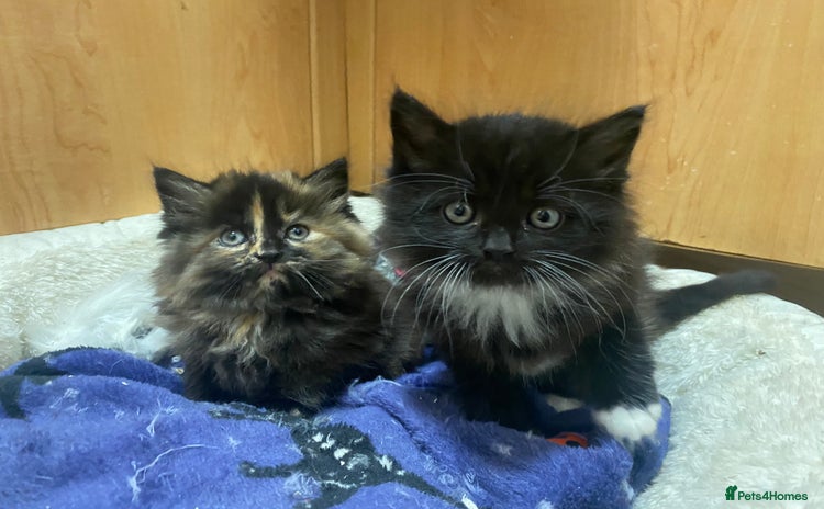 Mixed Breed cats - Advert 8