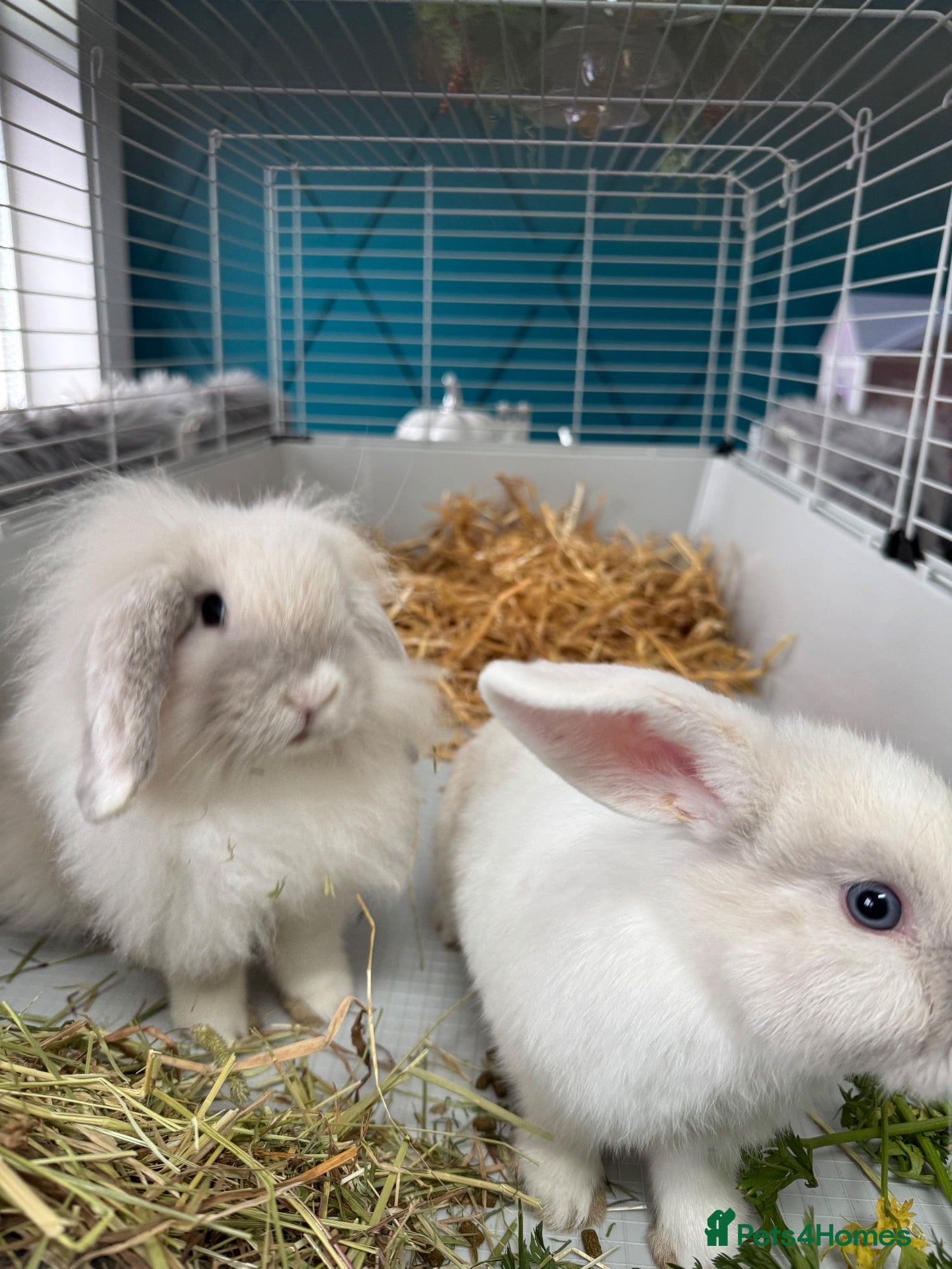 Mixed Breed rabbits Cashmere harlequin lop mixed mini lop - Advert 23