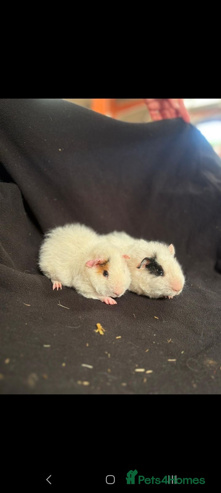 Guinea Pig rodents 2 x male guinea pig  - Advert 1