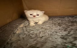 Persian cats for sale: 2 stunning pure pedigree Persian chinchilla kitten - Image 17