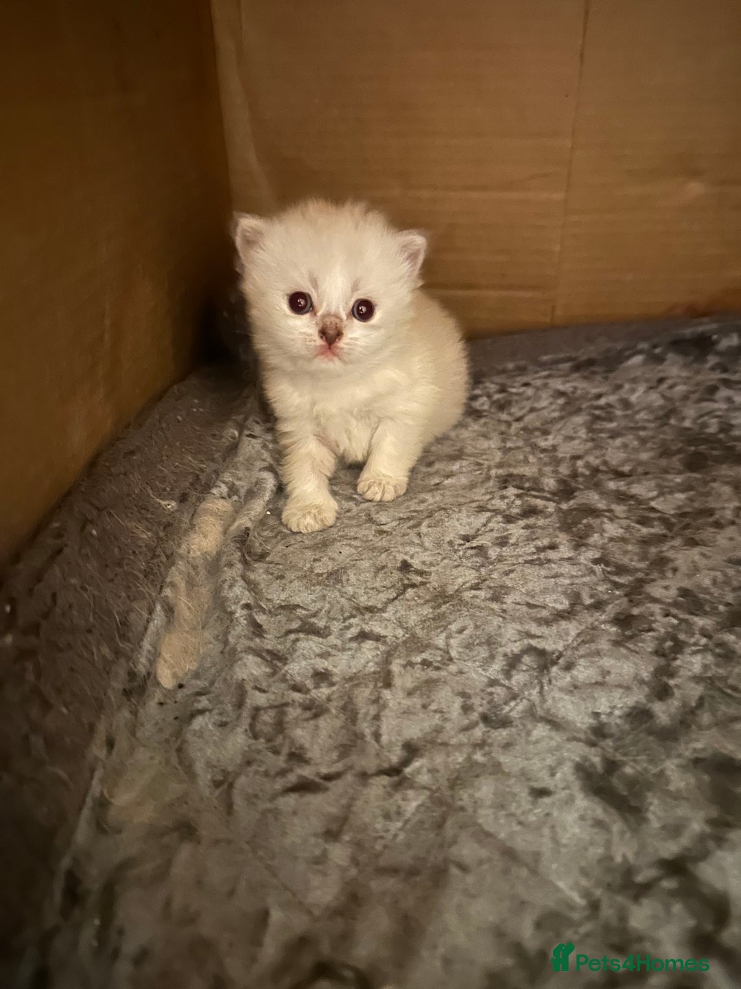 Persian cats for sale: 2 stunning pure pedigree Persian chinchilla kitten - Image 17