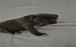Staffordshire Bull Terrier dogs for sale: Blue Staffs £1,100 Deposit is £245 - Image 15