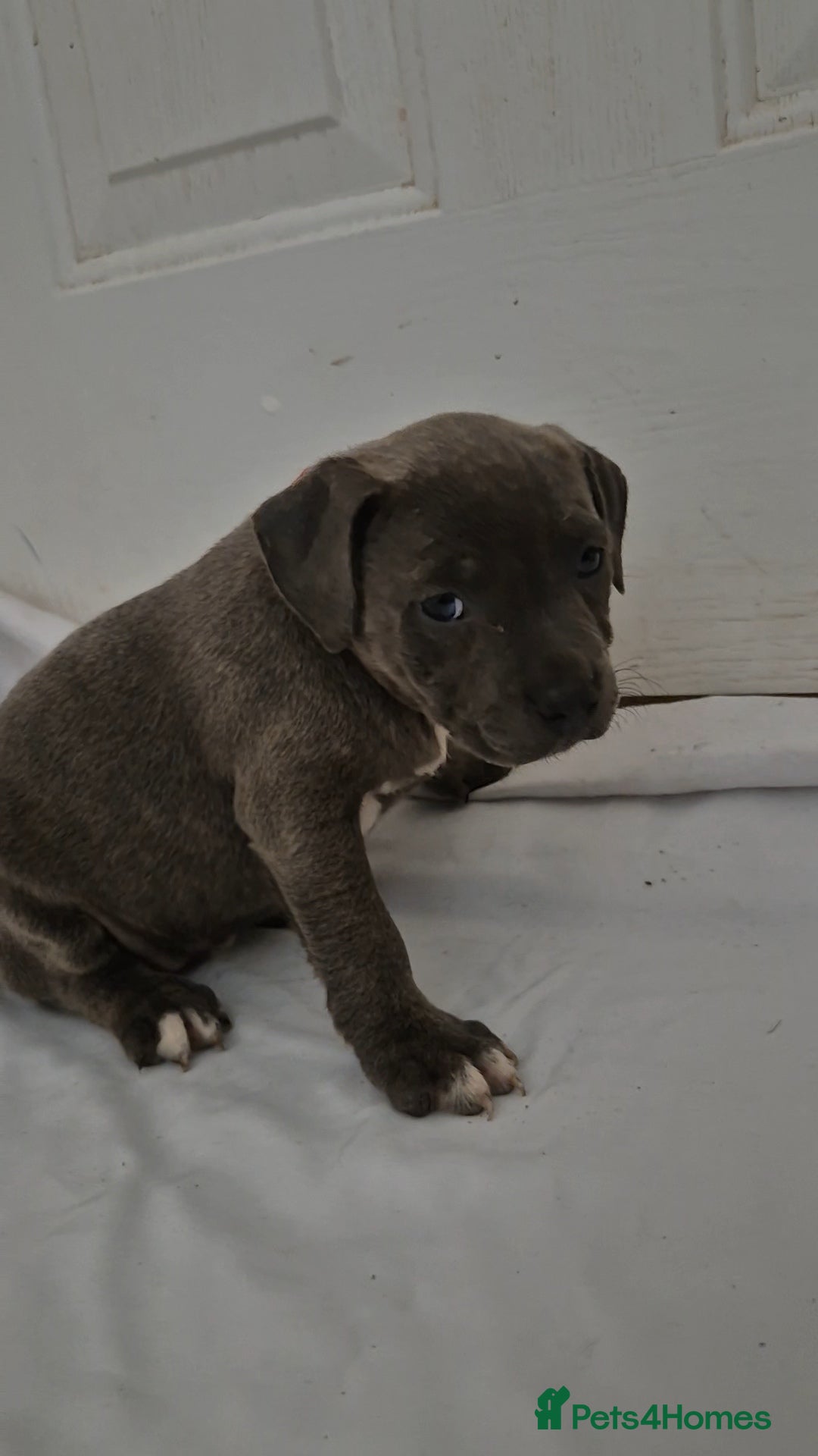 Staffordshire Bull Terrier dogs for sale: Blue Staffs £1,100 Deposit is £245 - Image 15