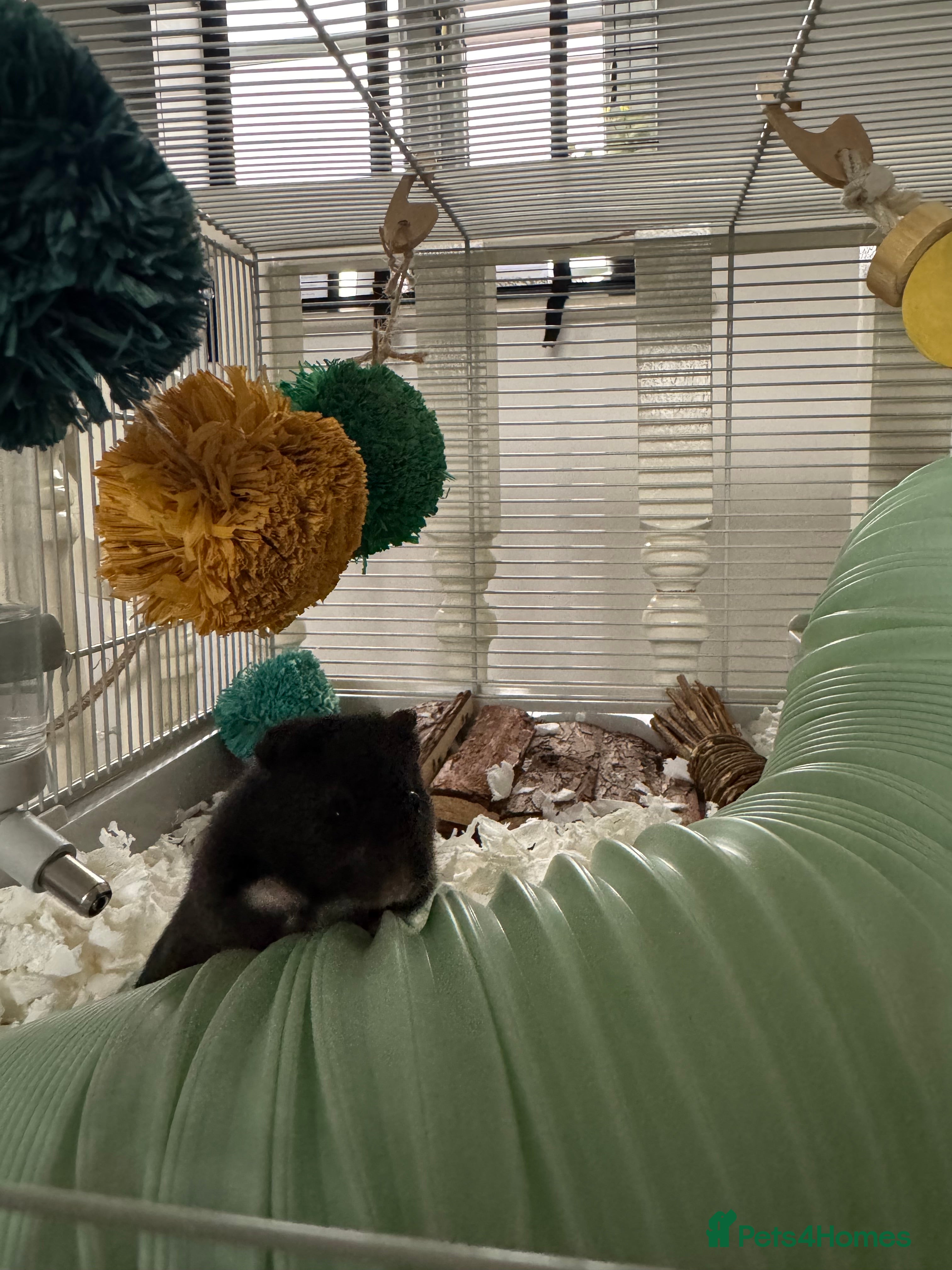 Hamster rodents Male Syrian hamster + cage setup  - Advert 1