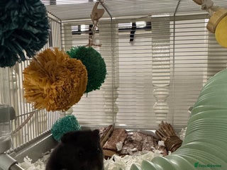 Hamster rodents Male Syrian hamster + cage setup - Advert 1