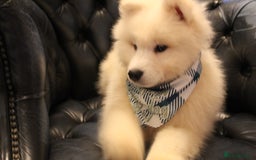 Samoyed dogs for sale: Samoyed puppies looking for the new loving  home - Image 32
