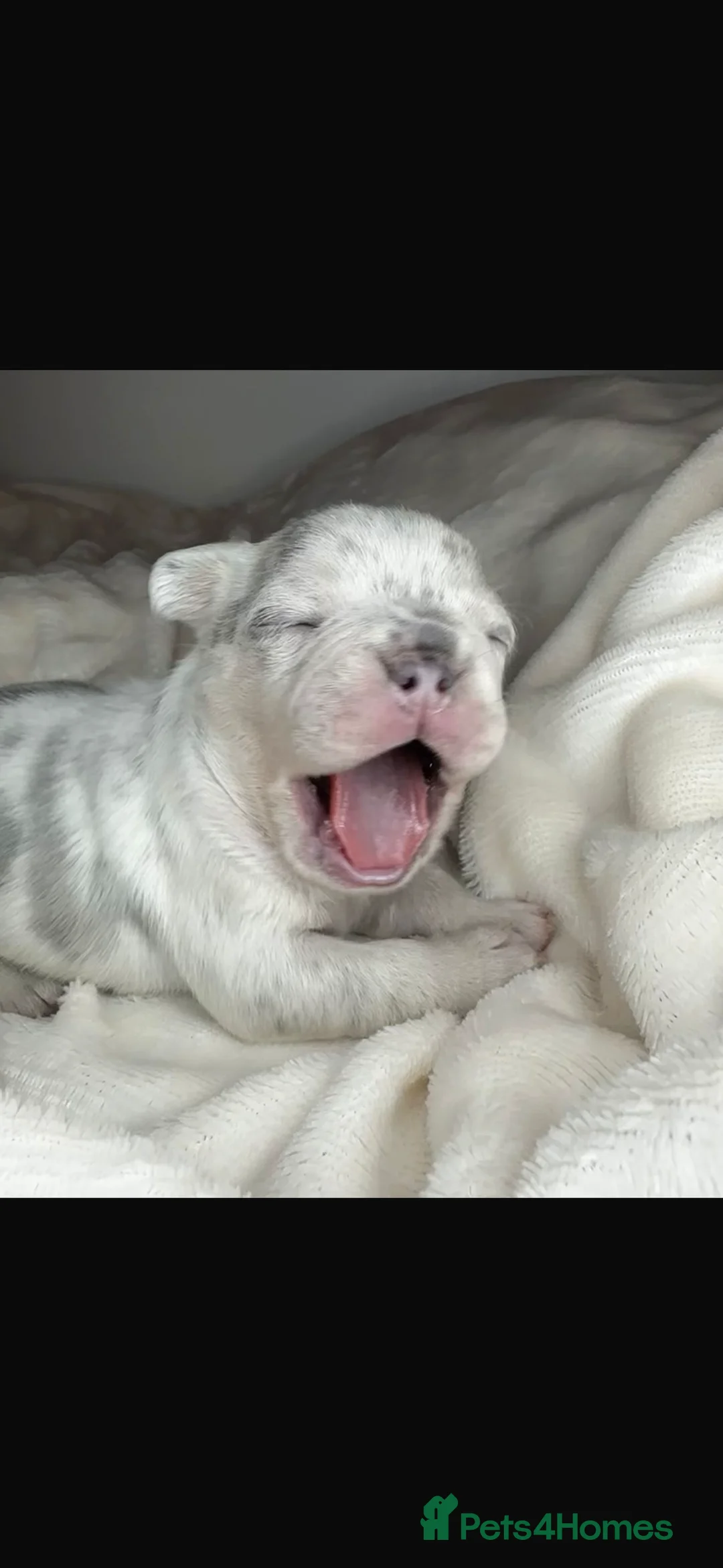 French Bulldog dogs for sale: Beautiful French Bulldog Puppies Available  - Advert 4