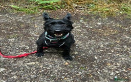 Mixed Breed dogs for adoption: Sweet Snaci looking for LOVE in Salisbury - Image 11