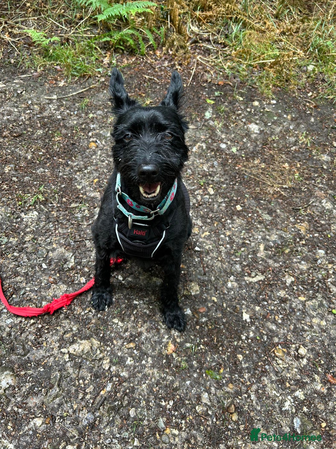 Mixed Breed dogs for adoption: Sweet Snaci looking for LOVE in Salisbury - Image 11