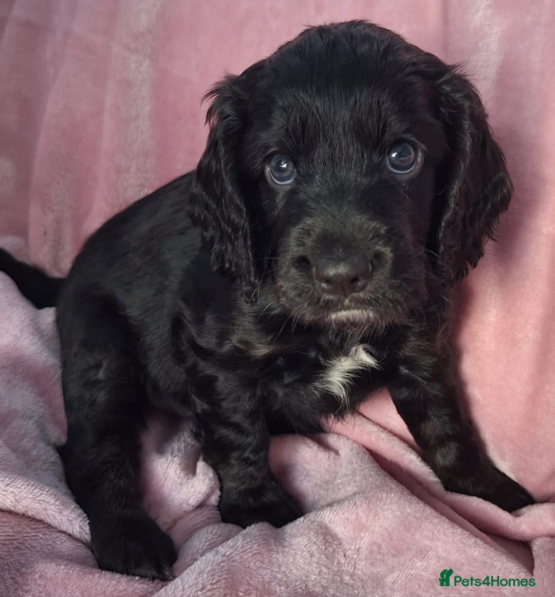 Cockapoo dogs for sale: Gorgeous F1b Cockapoo Puppies  Ready at 8 Weeks 🐾 - Image 9