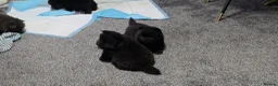 Chow Chow dogs for sale: Kc registered violet chow chows  - Advert 6