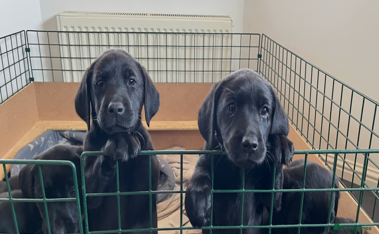 Labrador Retriever dogs - Advert 3