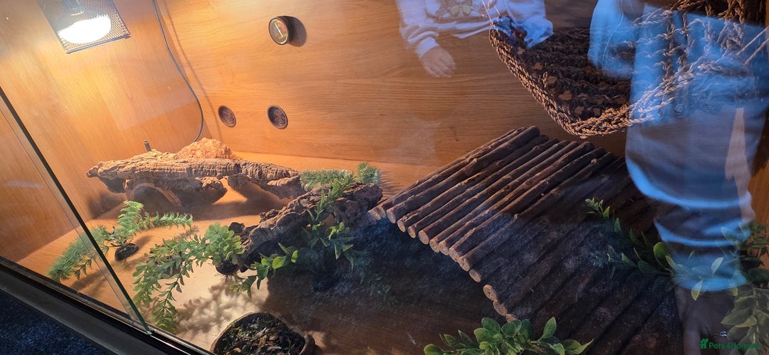Bearded Dragon reptiles for sale: Travis the Bearded Dragon plus setup  - Image 11