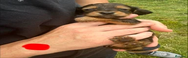 Mixed Breed 6