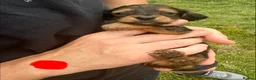 Mixed Breed dogs for sale: Miniature dachshund cross - Advert 13