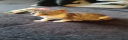 Mixed Breed cats for sale: 2boys & 2girls - Advert 15
