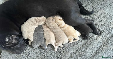 Shar Pei dogs - Advert 9