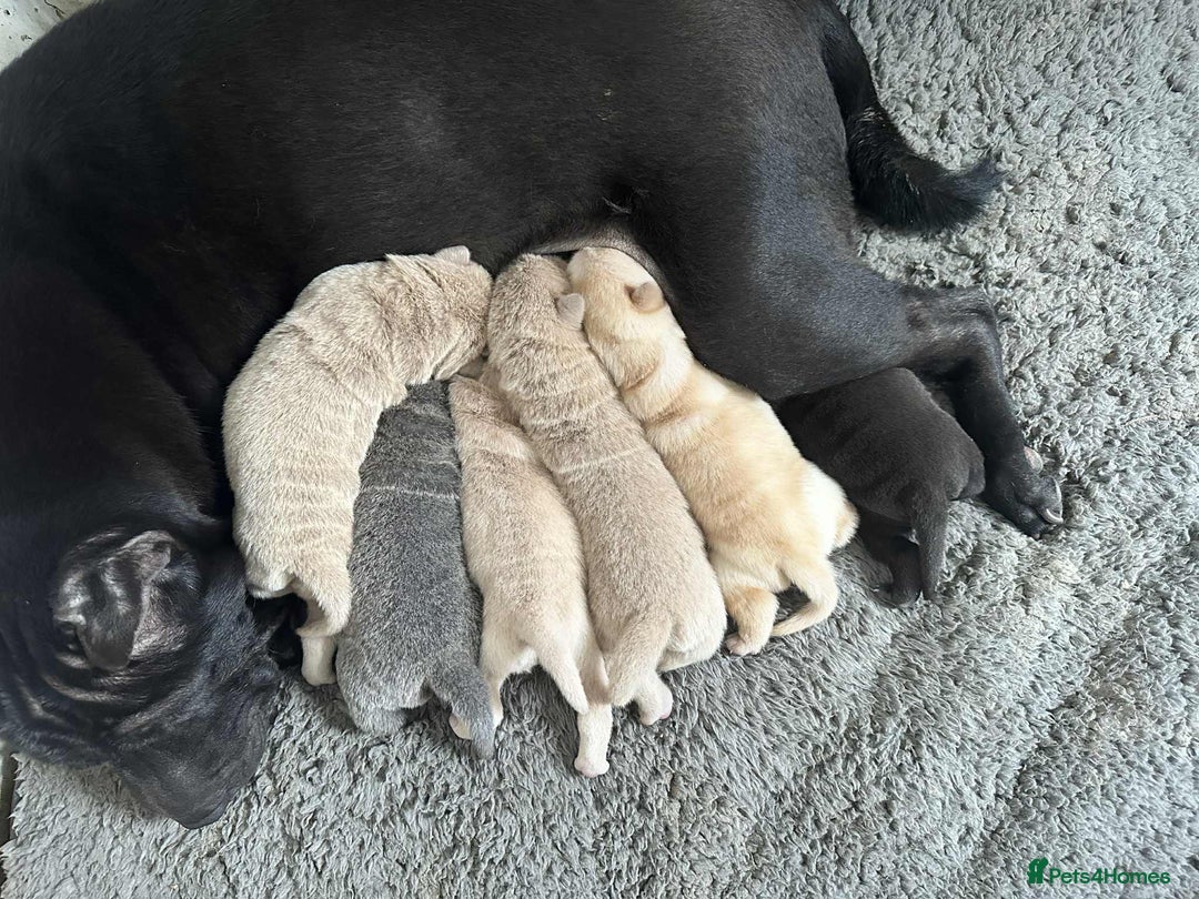 Shar Pei dogs for sale: Beautiful Shar Pei pups - Image 2