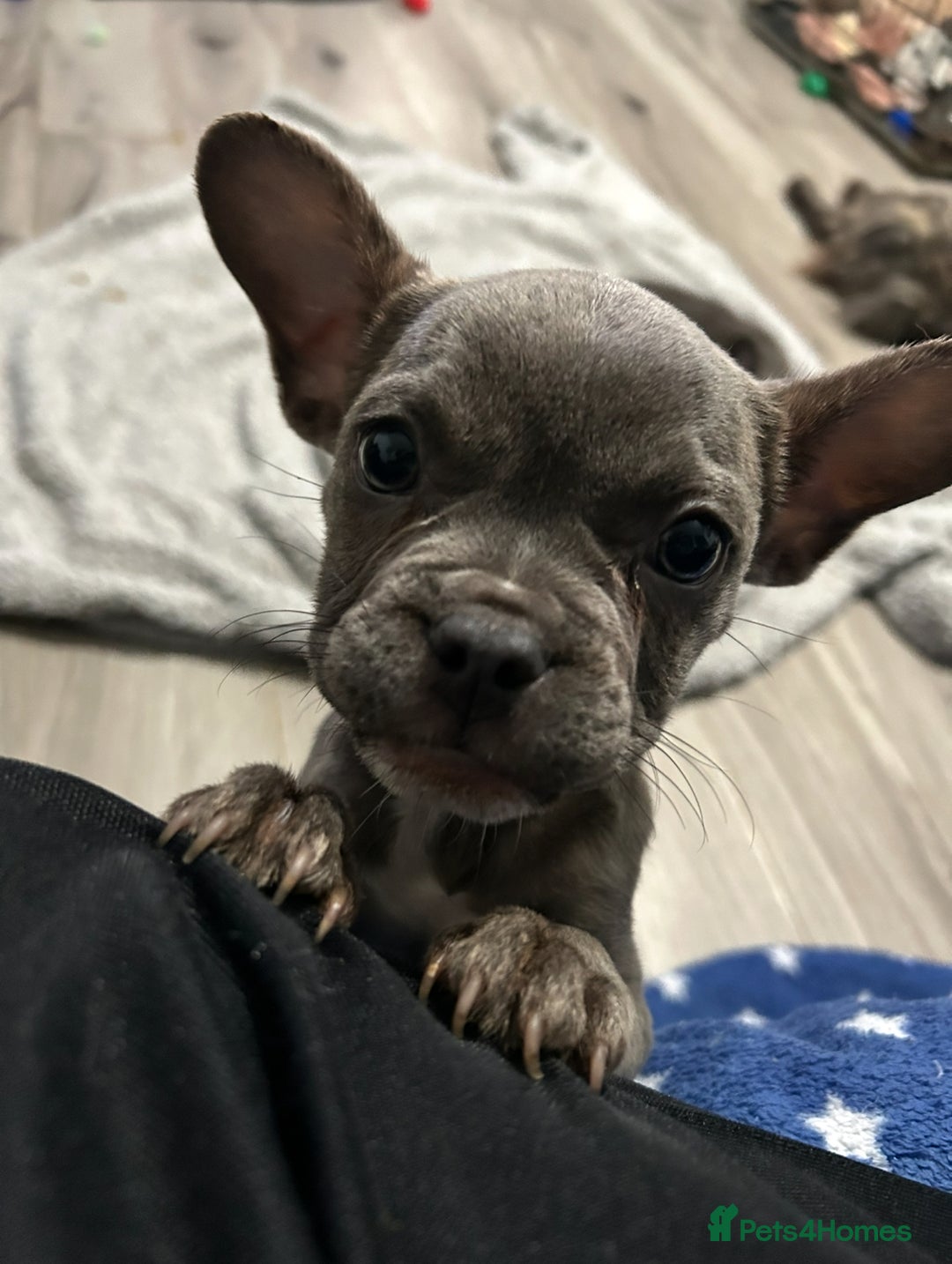 French Bulldog dogs for sale: French Bulldog pups - Advert 19