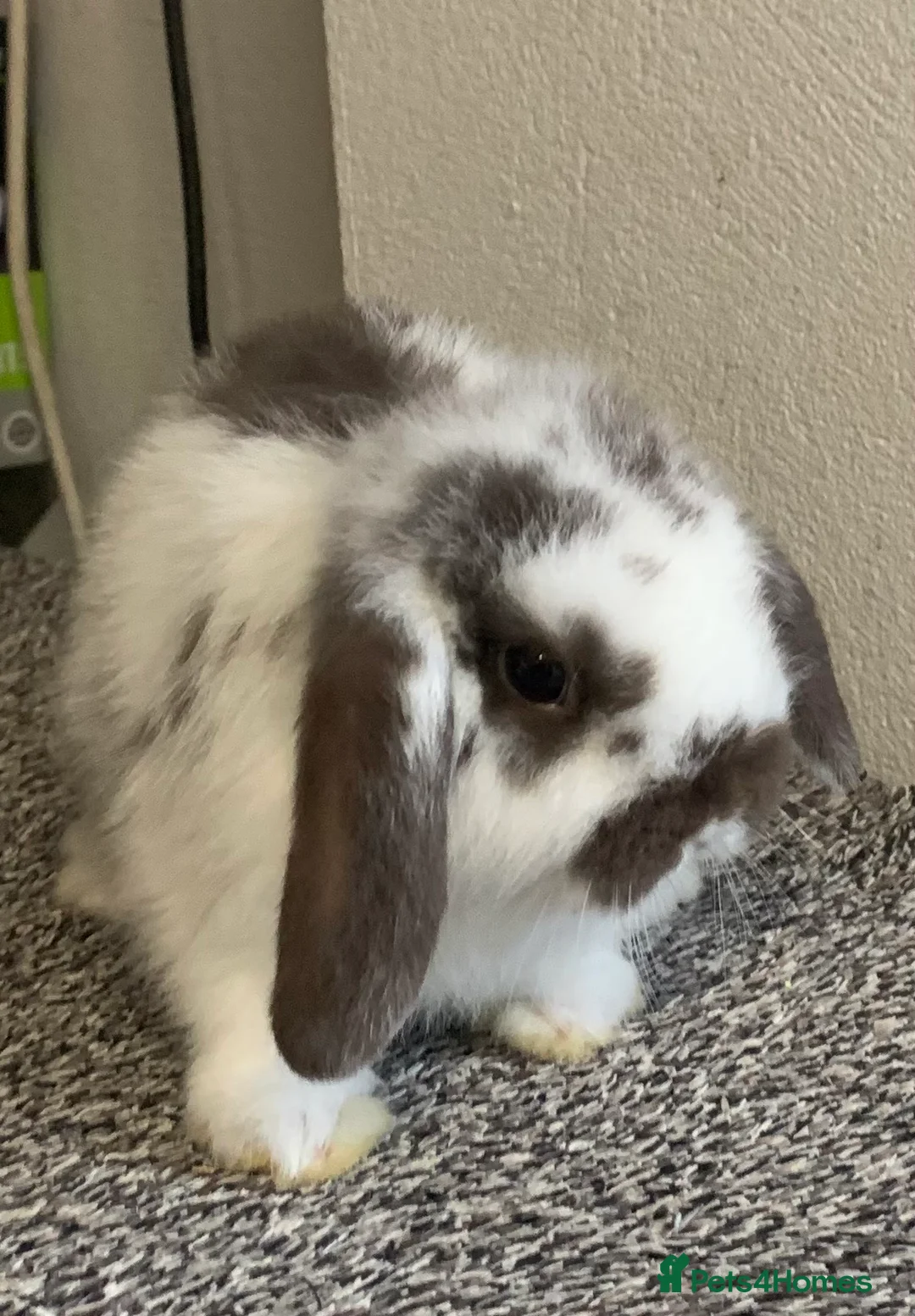 Mini Lop rabbits for sale: Pure bred mini lops baby Rabbits. - Advert 2