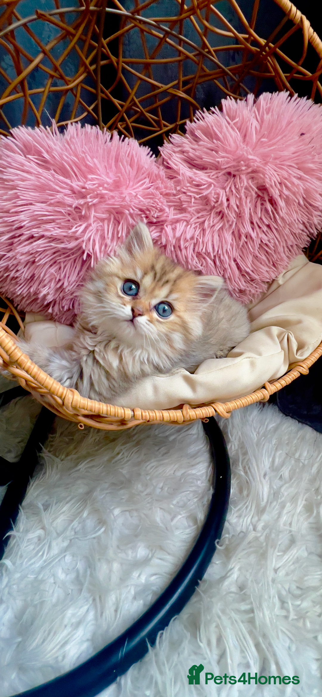 Scottish Fold cats for sale: 💞Beautiful Scottish Fold and Straight kittens🐾 - Image 8