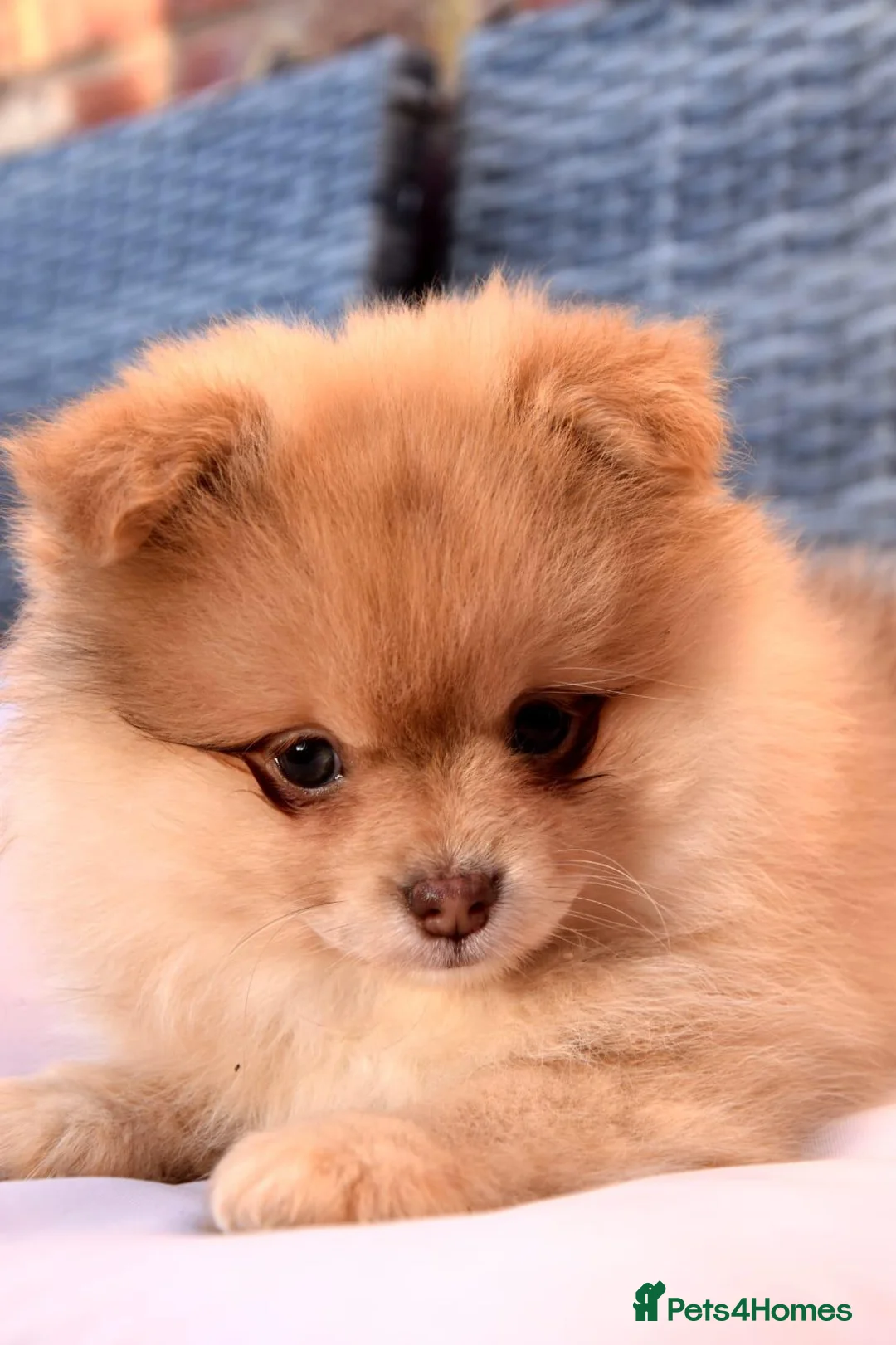 Pomeranian dogs for sale: Pomeranian puppy female  - Advert 2