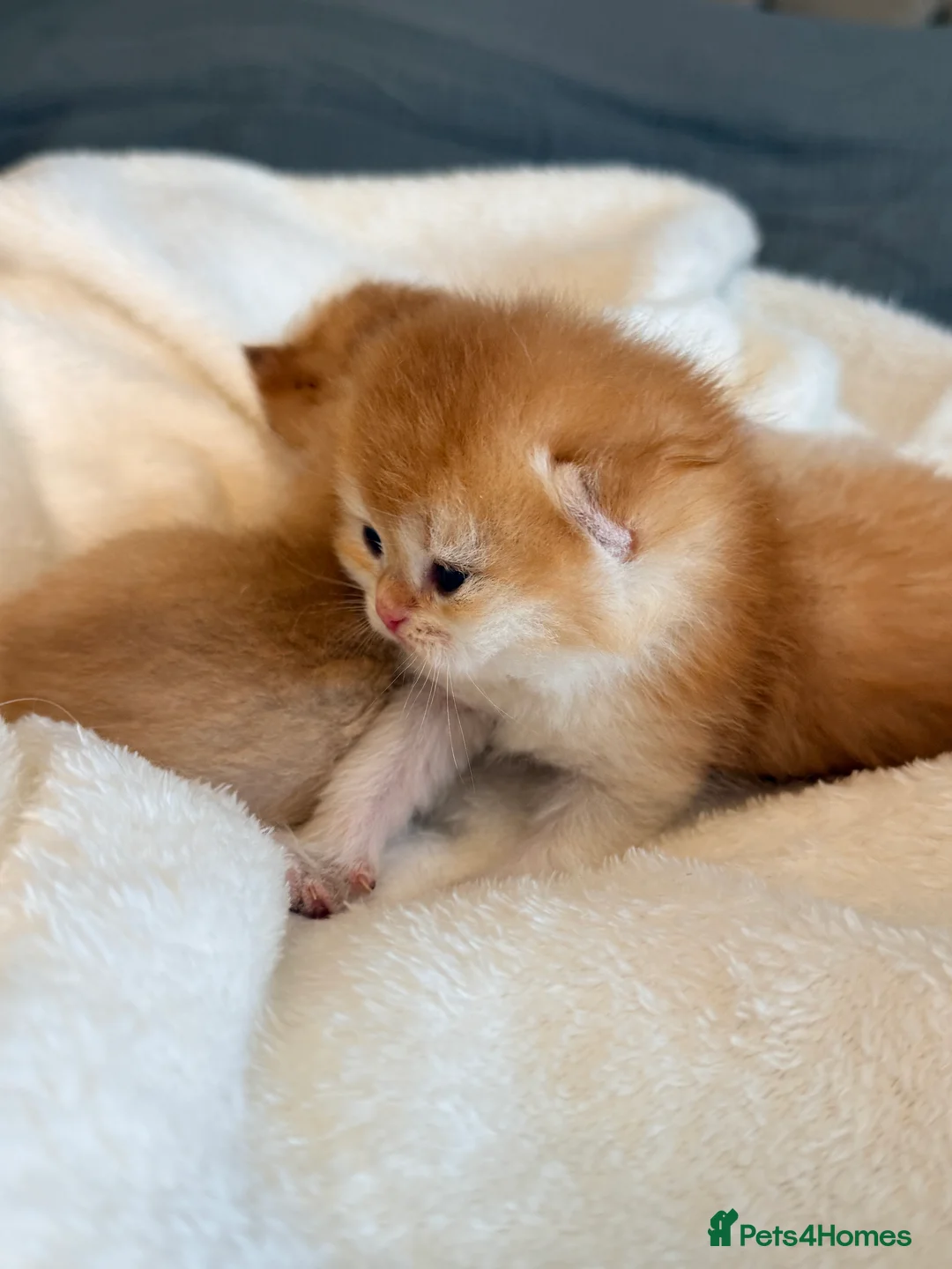 British Shorthair cats for sale: TICA reg ny12 golden kittens  - Advert 1