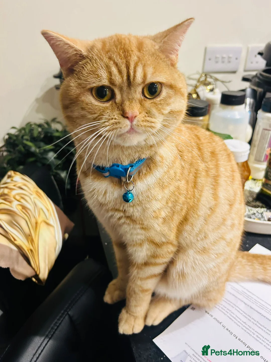 Mixed Breed cats for stud: Stud: 16 m Male British Shorthair x Scottish Fold - Advert 4